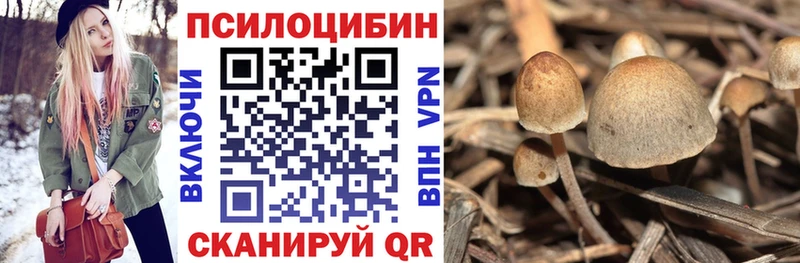 где можно купить   hydra онион  Галлюциногенные грибы Psilocybine cubensis  Заводоуковск 